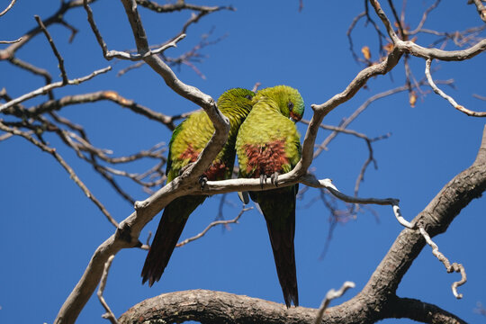 Two romantic Choroy parakeets perch closely together