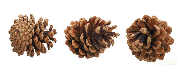 Scots pine (Pinus sylvestris), pine cone isolated on white background