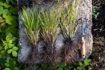 Dividing ornamental grasses for replanting in spring garden. Garden tools and planting. Eco lifestyle and slow living. Close-up of plant roots. top view