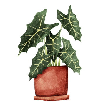 Alocasia or elepants ear plant illustration clipart. Handdrawn potted plant with isolated background. Watercolor style house plant.
