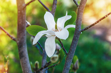 Large white magnolia flower in full bloom on branch against blurred garden. Selective focus