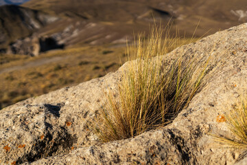 Close-up of golden grasses growing on a rocky outcrop