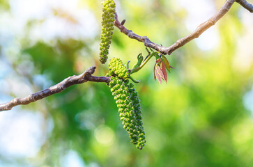 Earrings and small leaves of walnut during flowering, close-up of walnut blossom. Blurred light...
