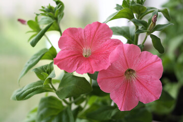 Pink petunia flowers. Decorative garden flowers with succulent leaves. Pink petunia blooms in the garden.