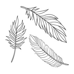 set of leaves isolated