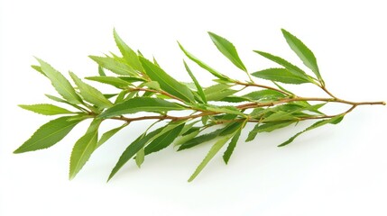 Fototapeta premium Tea tree with freshly picked green leaves