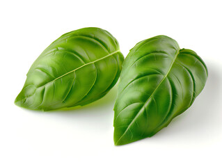 Basil. Basil leaves isolated on white background