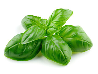Basil. Basil leaves isolated on white background