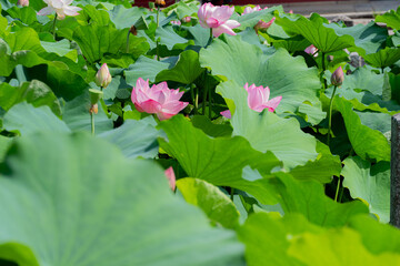 蓮の花が咲き誇る夏の池