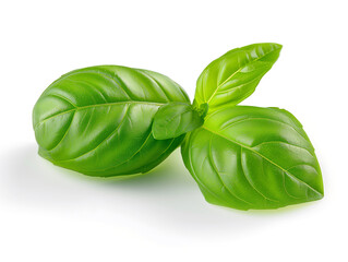 Basil. Basil leaves isolated on white background