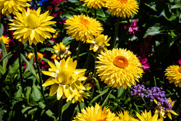 Strawflower in Bloom