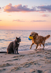 at the beach, dog and cat are playing