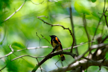 paruline flamboyante sur la branche d'un arbre