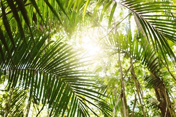 Fototapeta premium Sunlight shining through tropical foliage canopy