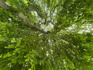 Fototapeta premium Vibrant green canopy of leaves viewed from below in a lush forest setting
