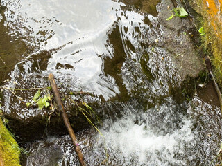 Tranquil forest stream flowing over mossy rocks
