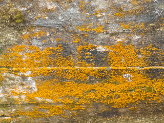 Bright orange lichen covering rough rock surface in natural outdoor setting