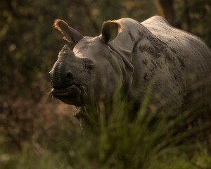 Rhino in the wild | A one-horned rhinoceros from Manas National Park, India gazing in peace | Vulnerable Species