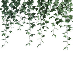 Fototapeta premium Hanging ivy vines isolated on transparent background