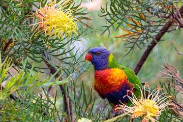 rainbow lorikeet parrot