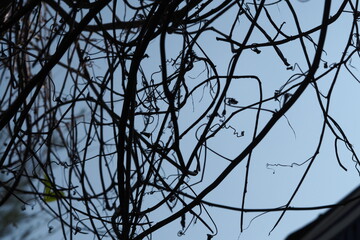 close-up, low-angle shot captures the intricate, dark silhouettes of bare tree branches and winding vines against a bright, hazy sky. The entangled network of branches creates a dynamic pattern