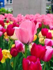 Vibrant tulips after spring rain in urban garden – ideal for seasonal greeting cards, floral blog covers, gardening promotions, and springtime event posters