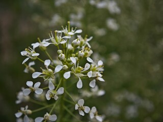 Lepidium draba