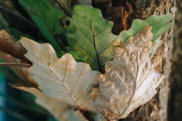 a close-up of several leaves, some still green and vibrant, while others are dried and curled, displaying shades of brown and tan. The leaves appear to be from an oak tree,