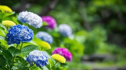 紫陽花の公園