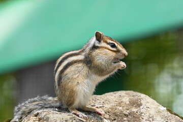 ヒマワリの種を食べるシマリス