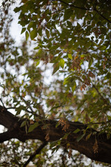 Golden Leaves, Still Waters, Soft Light