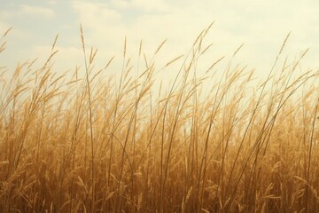 Obraz premium Golden wheat field blue sky