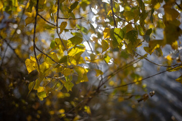 Where Autumn Trees Reflect in Golden Light