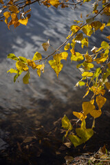 Where Autumn Trees Reflect in Golden Light