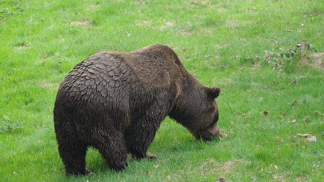 Brown bears eat prey in the forest.