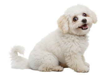 Obraz premium Cute Fluffy Puppy Sitting and Looking Up Isolated on Transparent Background
