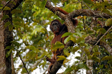 Male Bornean Orangutan (Pongo pygmaeus) Sitting in a Tree, Making Eye-contact. Deramakot Forest Reserve, Sabah Borneo, Malaysia