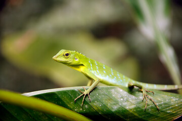 Green Crested Lizard (Bronchocela cristatella) on a Leaf. Danum Valley, Sabah. Borneo, Malaysia