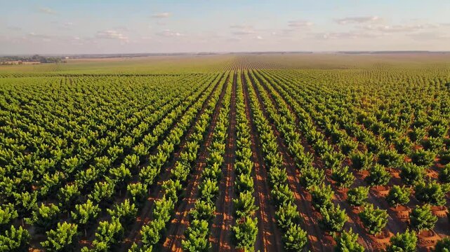 Drone view of a pistachio orchard at sunset, showcasing the precise rows of trees creating a colorful geometric pattern across the landscape