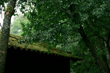 Fresh, moist greenery of deciduous and coniferous trees. The roof of the barn is covered with moss....