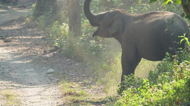 slow motion full shot of aggressive wild male tusker asian elephant Elephas maximus taking mud bath to cool down protect sensitive skin from sun and insects jim corbett national park uttarakhand india