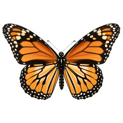 Fototapeta premium Vivid Orange Monarch Butterfly Spread Wings Isolated on Transparent Background