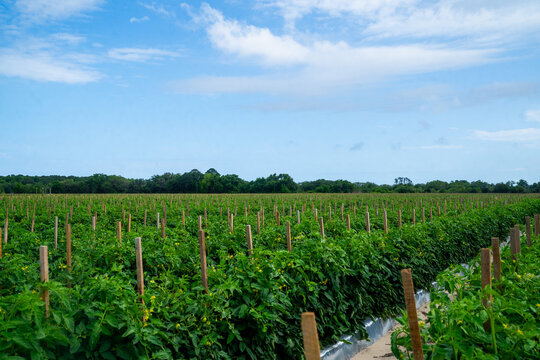 Farm with rows of tomato plants 
