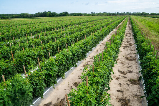 Farm with rows of tomato plants 