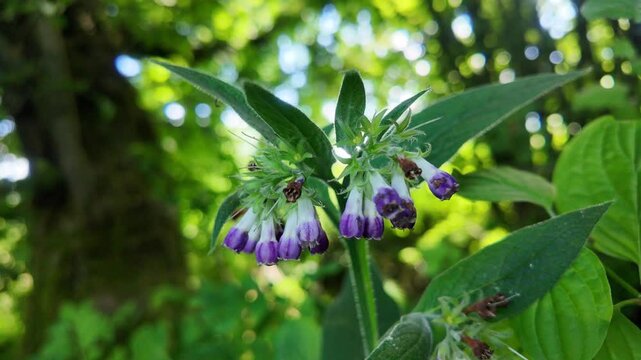 Common Comfrey &ndash; A Burst of Color Amid Forest Green