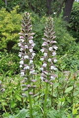 Balkan acanthus, flowering plant, botanical garden, park in Zadar