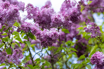 Obraz premium Blooming Purple Lilac Bush in Spring