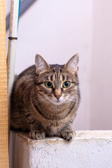 A cat sits on a stone wall, gazing directly at the camera