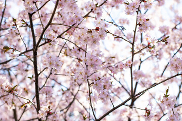 This is a close up view of a cherry blossom tree adorned with pink flowers