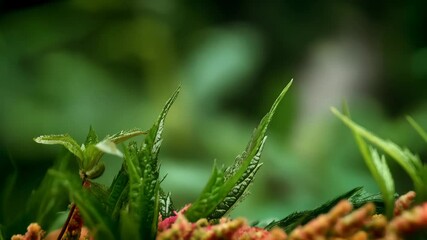 Close-up view of mature Amaranth plant with clusters of reddish-gold seed heads and green leaves, blurred background, nature photography - Powered by Adobe